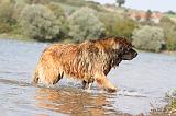 LEONBERG 211
